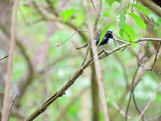 Black-throated Blue Warbler - ML635149189