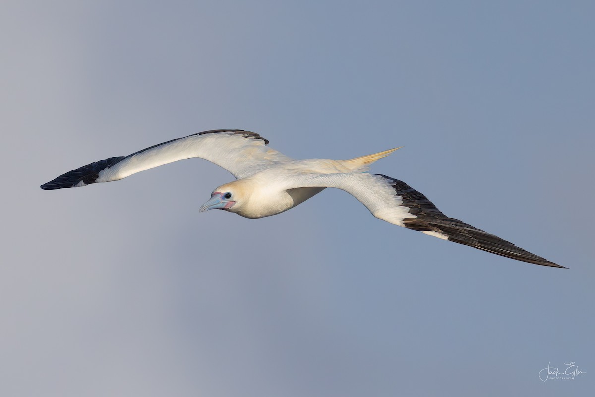 Red-footed Booby - ML635149284