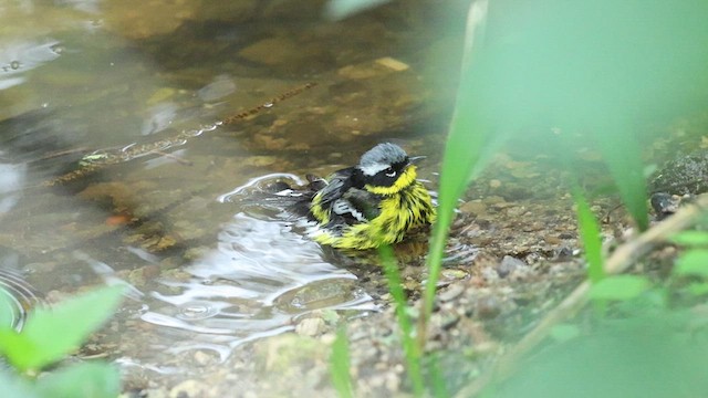 Magnolia Warbler - ML635149424