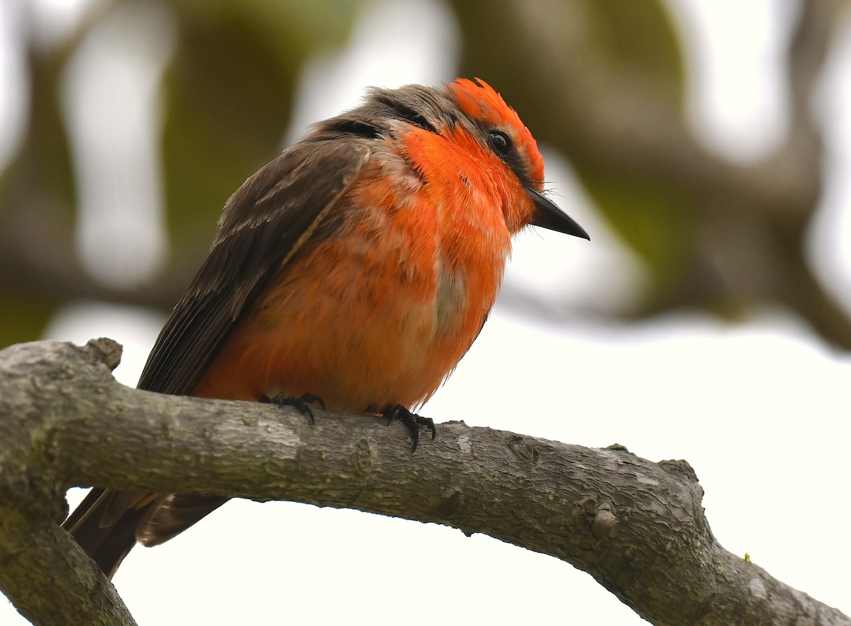 Vermilion Flycatcher - ML635149432