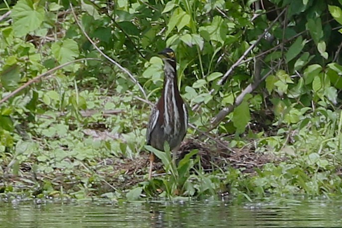 Green Heron - ML635149542