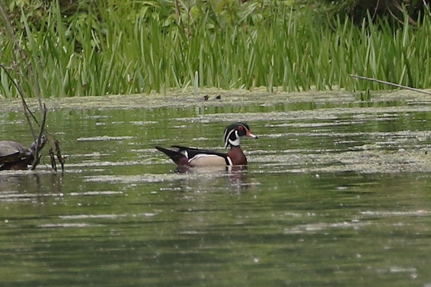 Wood Duck - ML635149556