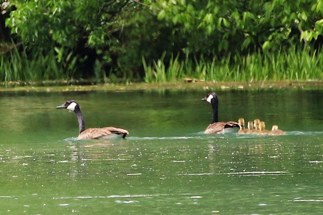 Canada Goose - ML635149596