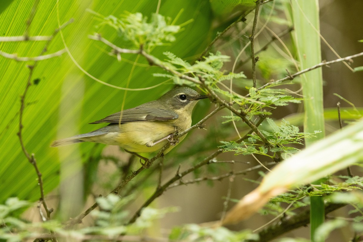Black-throated Blue Warbler - ML635149601