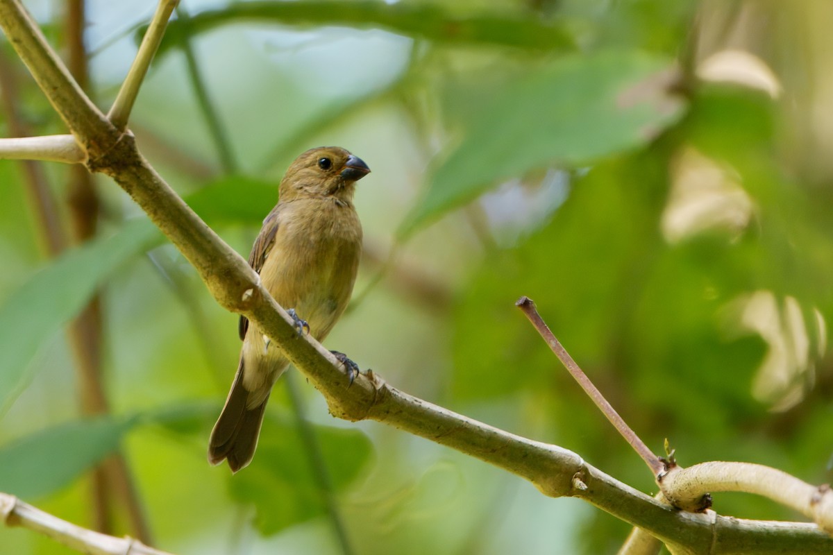 Variable Seedeater - ML635149718