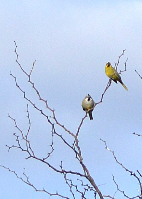 Yellow Cardinal - ML635149745