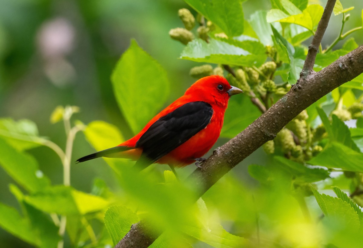 Scarlet Tanager - ML635149793