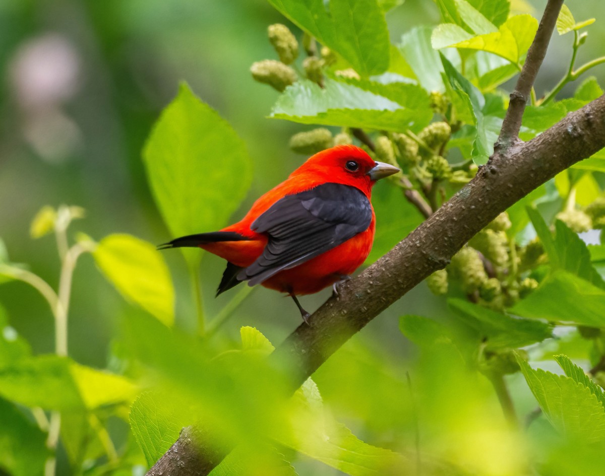 Scarlet Tanager - ML635149799