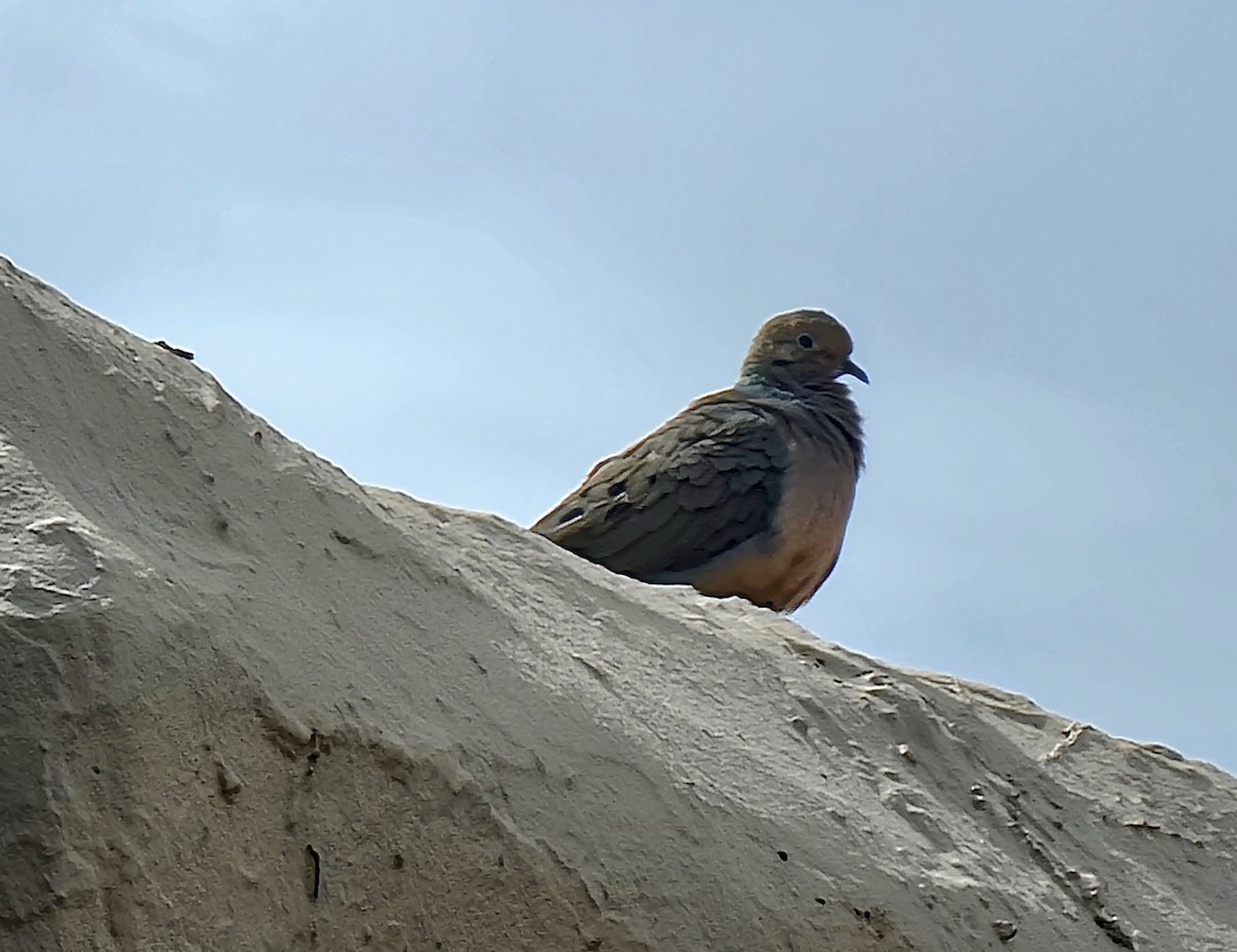 Mourning Dove - ML635149853