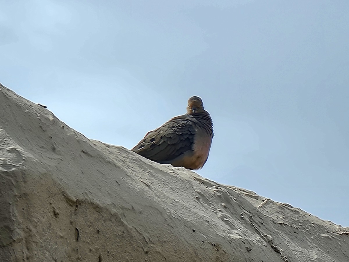 Mourning Dove - ML635149854
