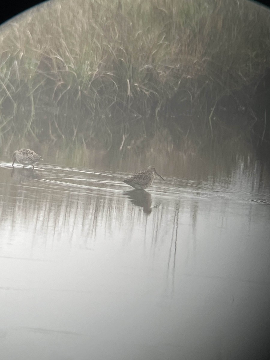 Short-billed Dowitcher - ML635149864