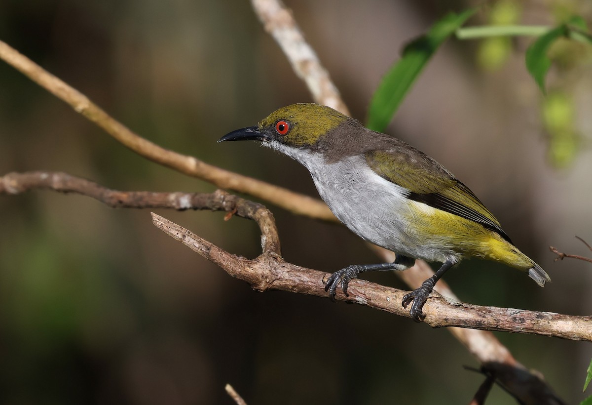 Olive-capped Flowerpecker - ML635149894