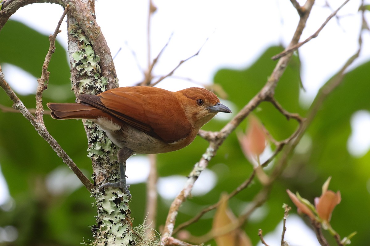 Cinnamon Ibon - ML635149925