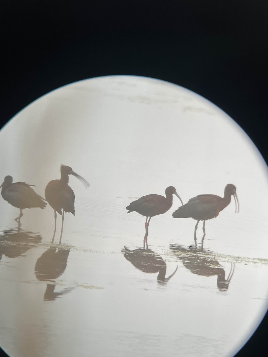 White-faced Ibis - ML635149955