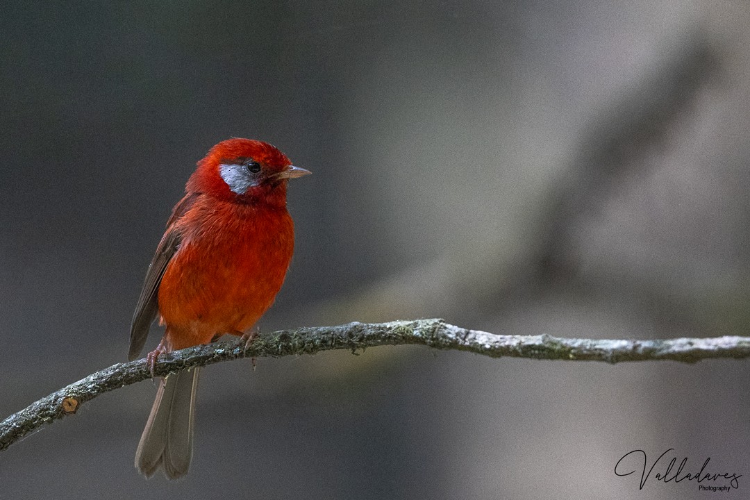 Red Warbler - ML635150053