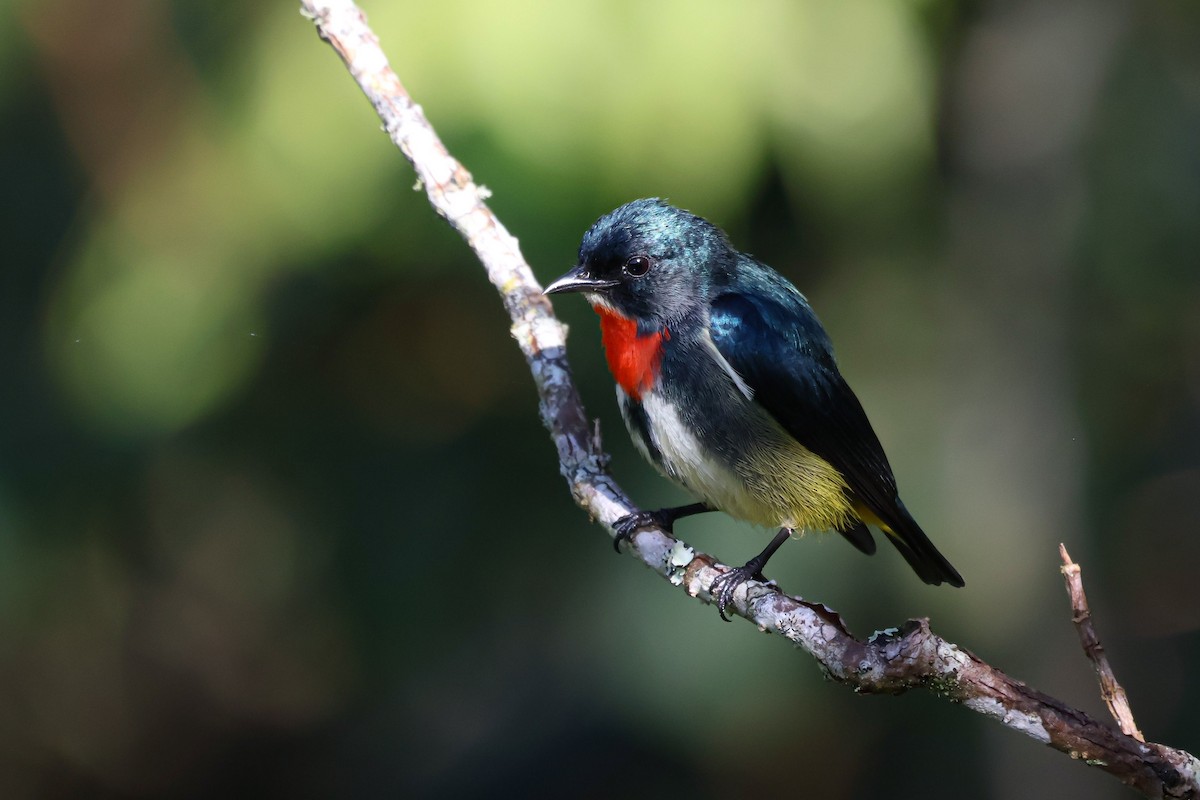 Fire-throated Flowerpecker - ML635150072