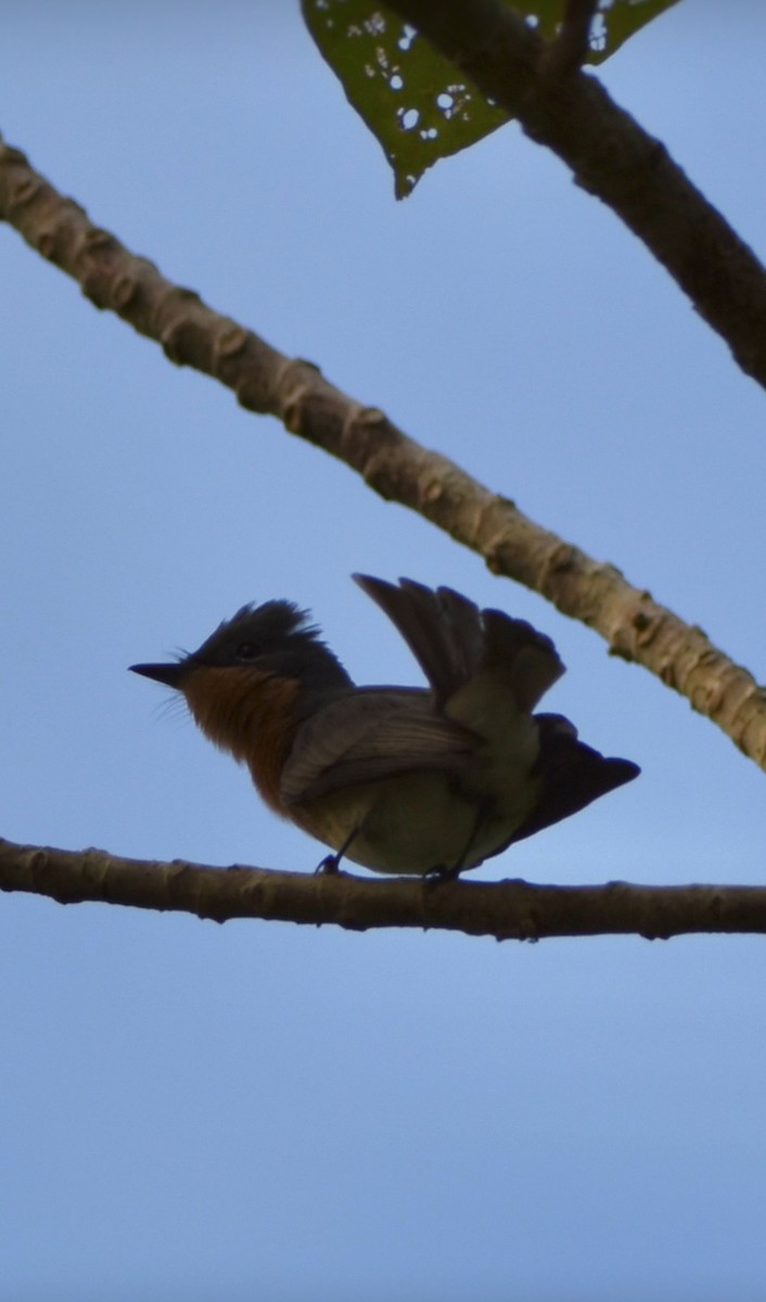 Leaden Flycatcher - ML635150083