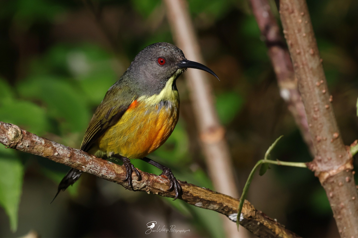 Apo Sunbird - ML635150102