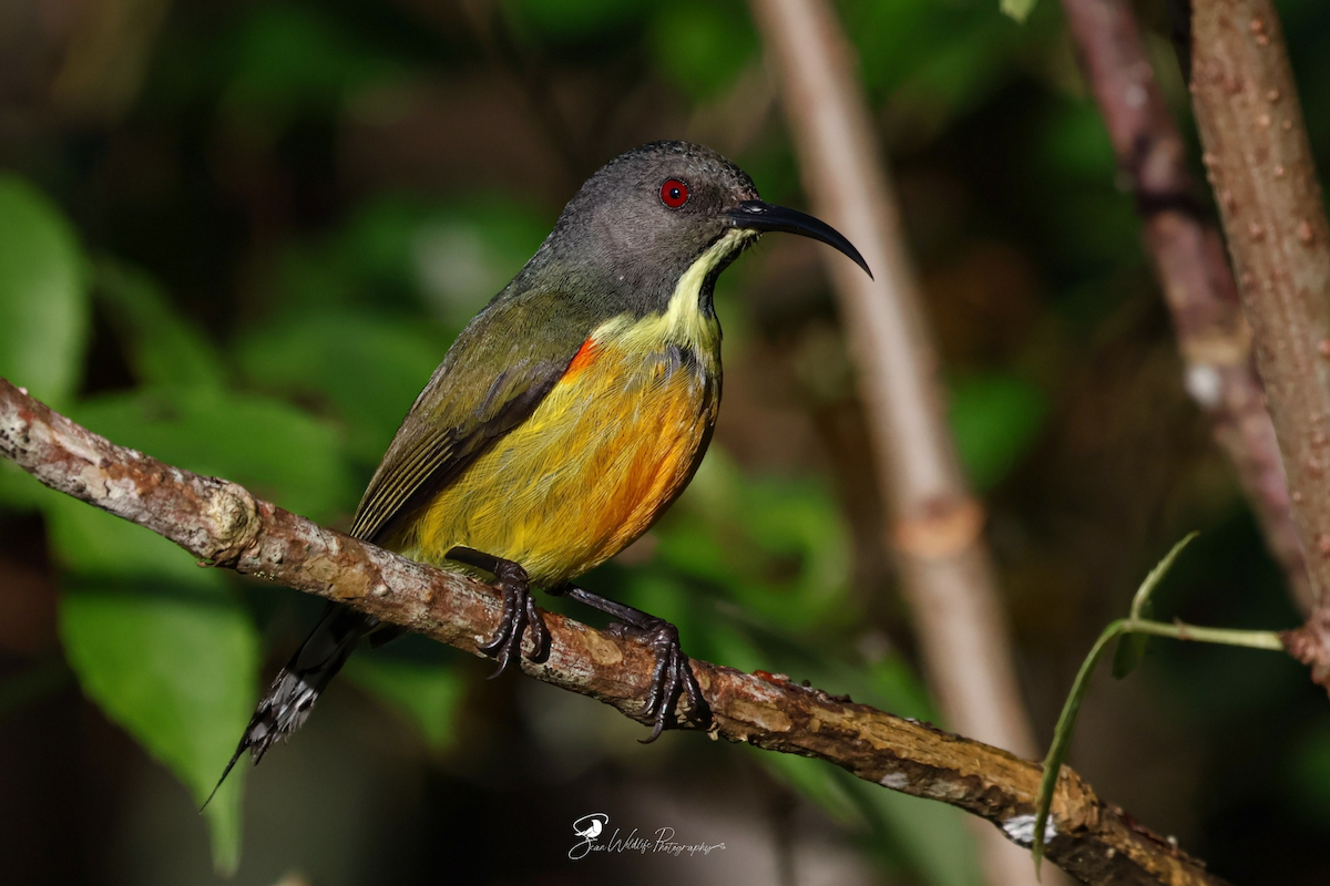 Apo Sunbird - ML635150109