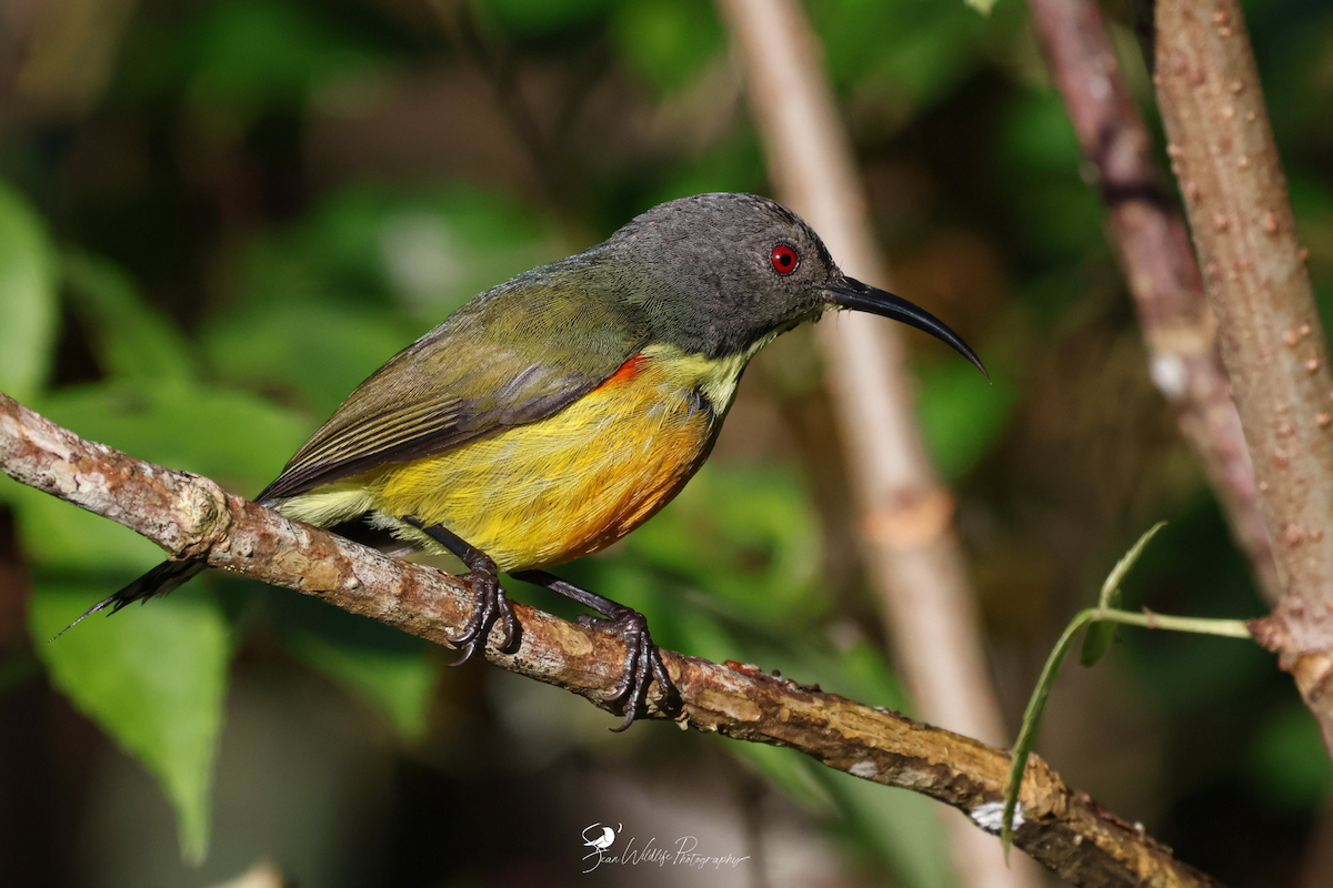 Apo Sunbird - ML635150113