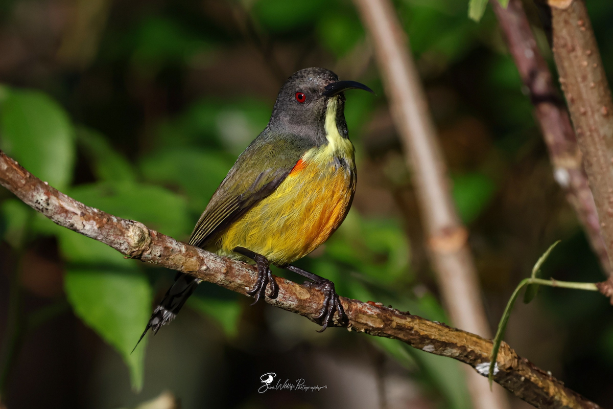 Apo Sunbird - ML635150118