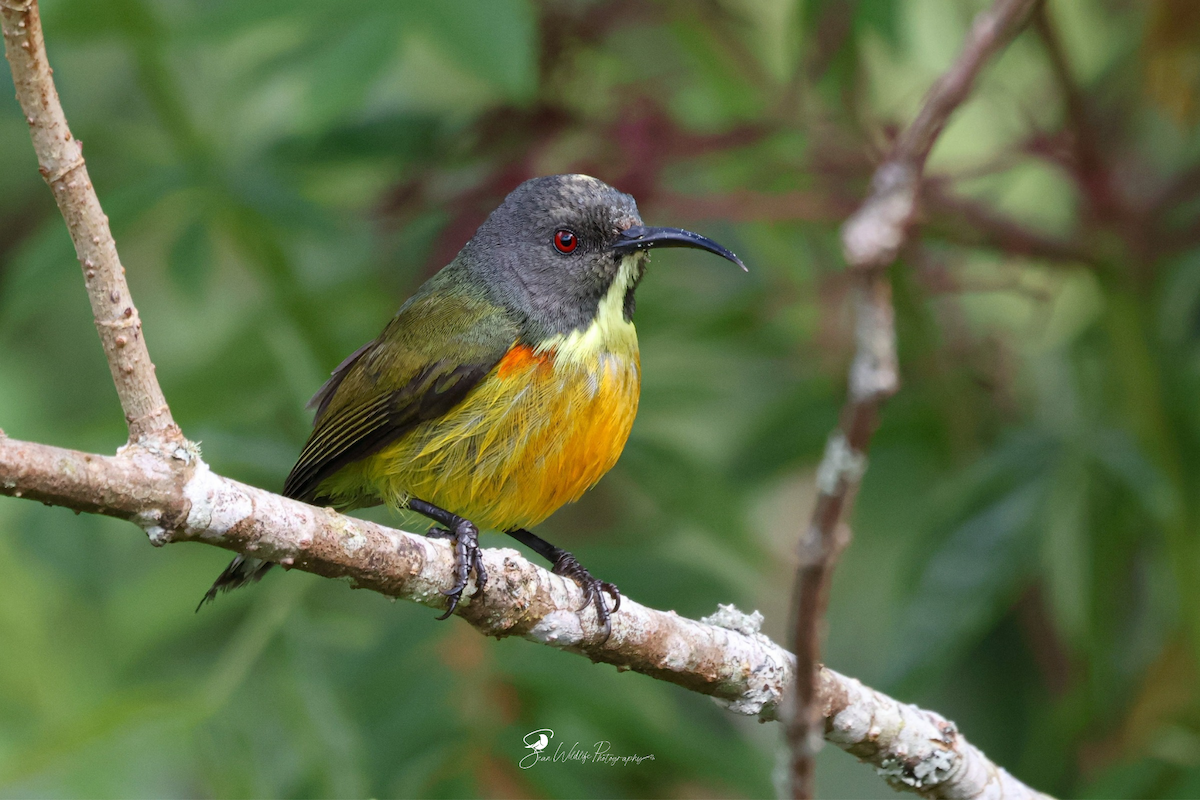 Apo Sunbird - ML635150122