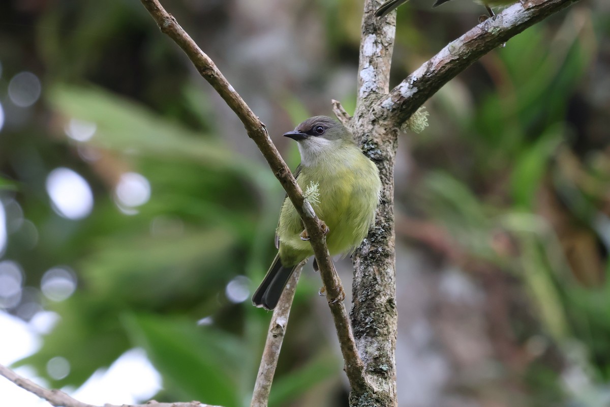 Mindanao Heleia - ML635150176