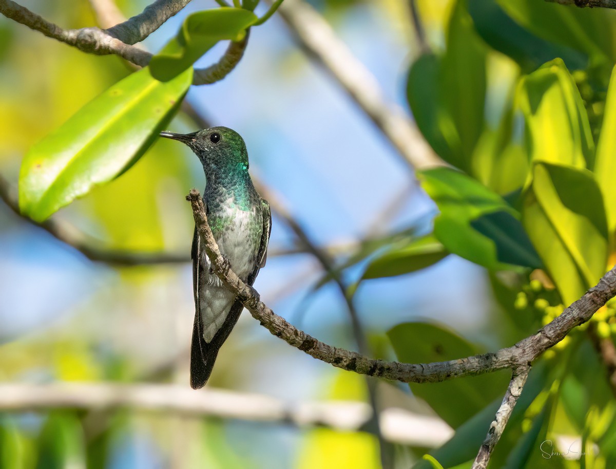 Mangrov Kolibri - ML635150281