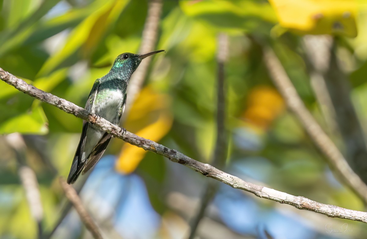 Mangrov Kolibri - ML635150287