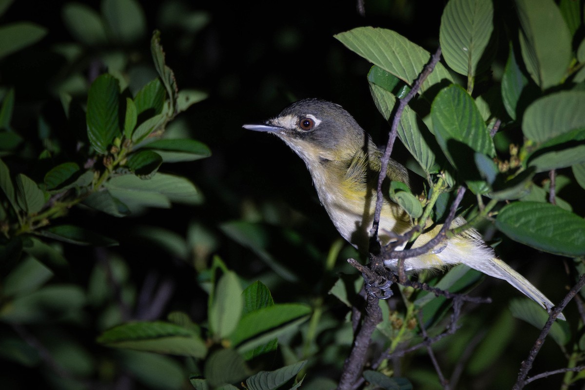 Black-capped Vireo - ML635150293
