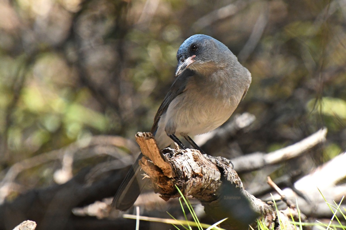 Mexican Jay - ML635150317