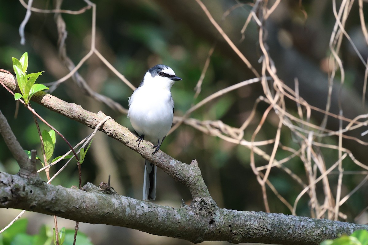 Ashy Minivet - ML635150380