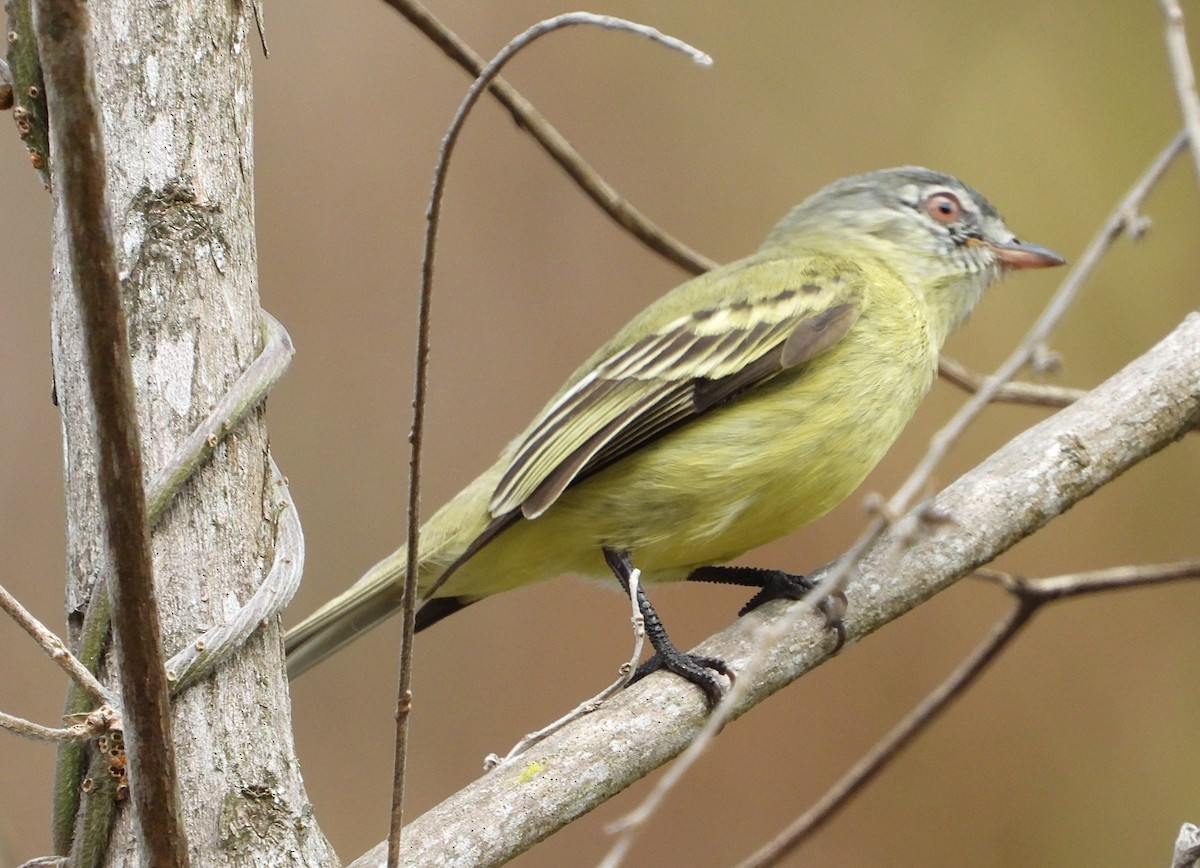White-fronted Tyrannulet - ML635150416