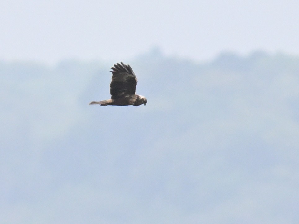 Eastern Marsh Harrier - ML635150584