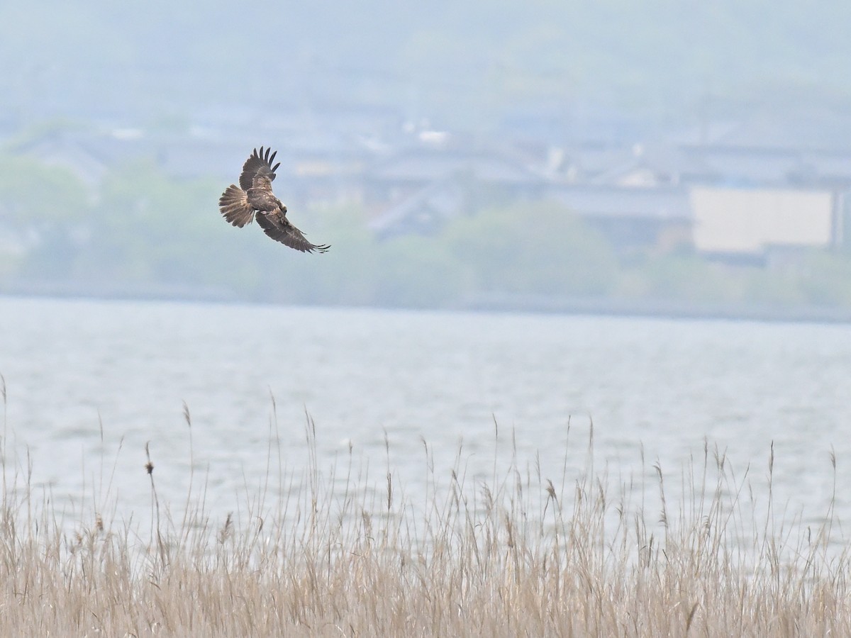 Eastern Marsh Harrier - ML635150585