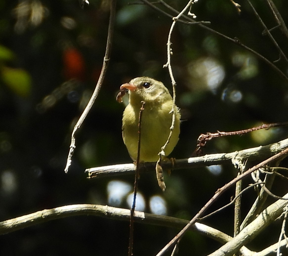 Dreistreifen-Waldsänger - ML635150586