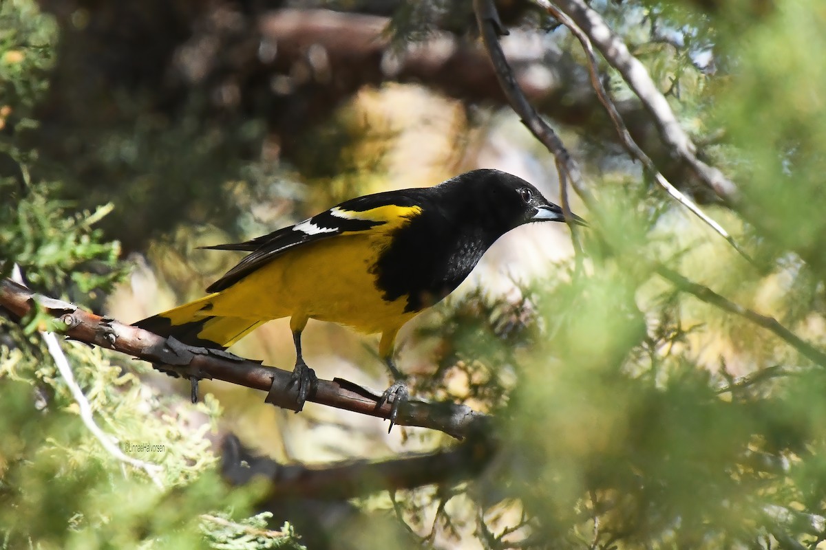 Scott's Oriole - ML635150620