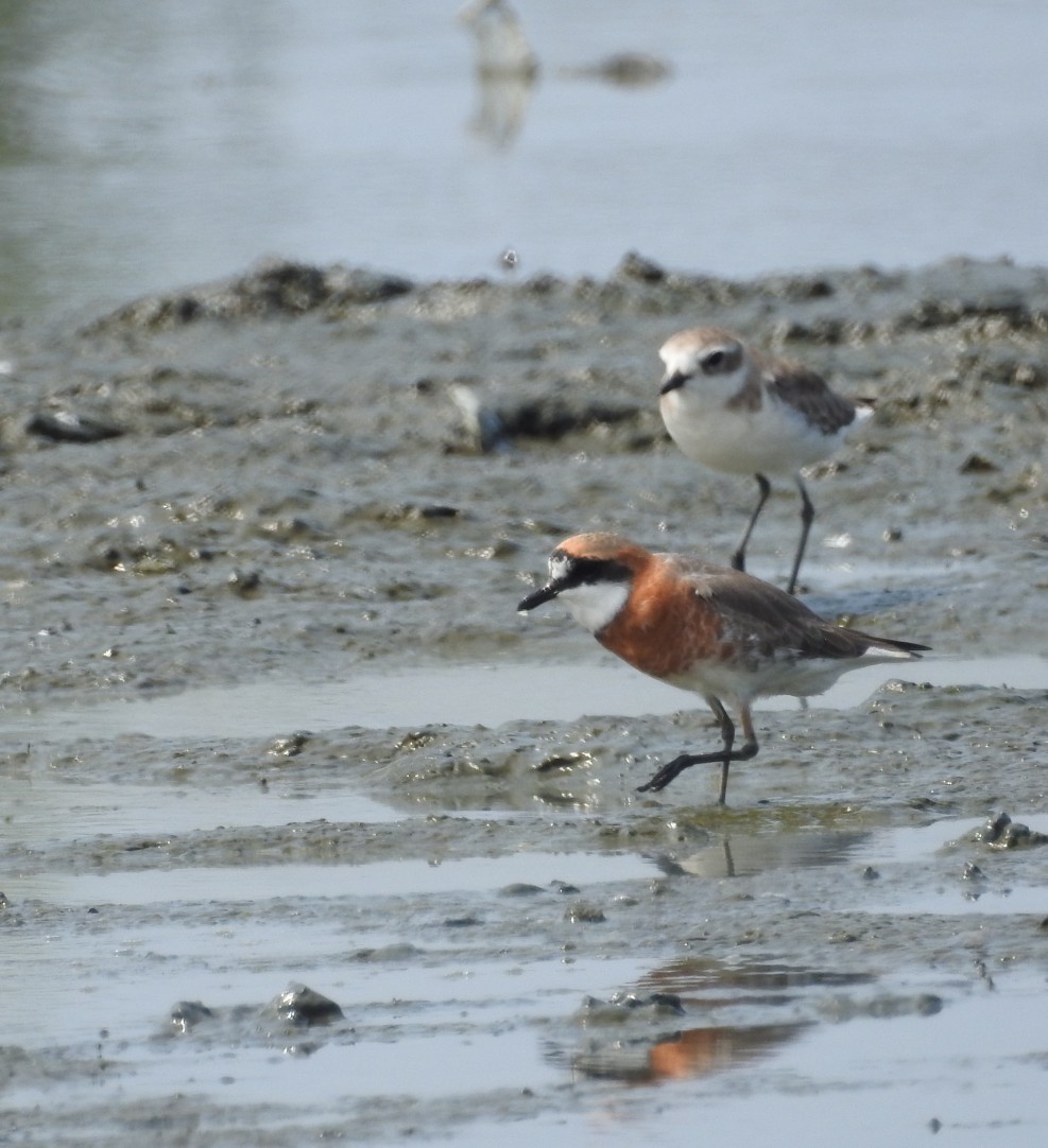 Siberian Sand-Plover - ML635150658