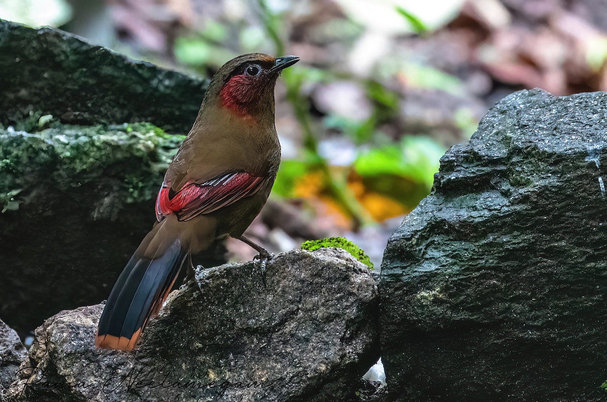 Red-faced Liocichla - ML635150662