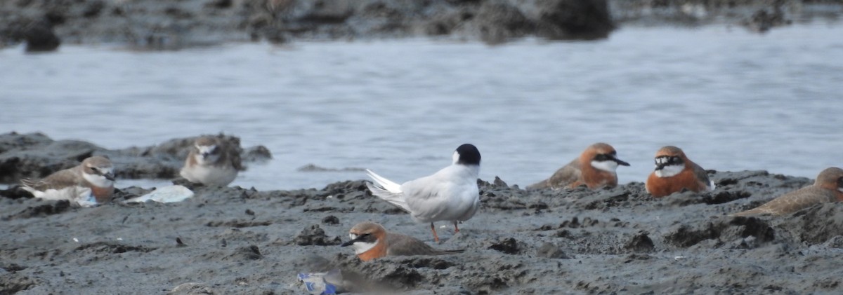 Siberian Sand-Plover - ML635150666