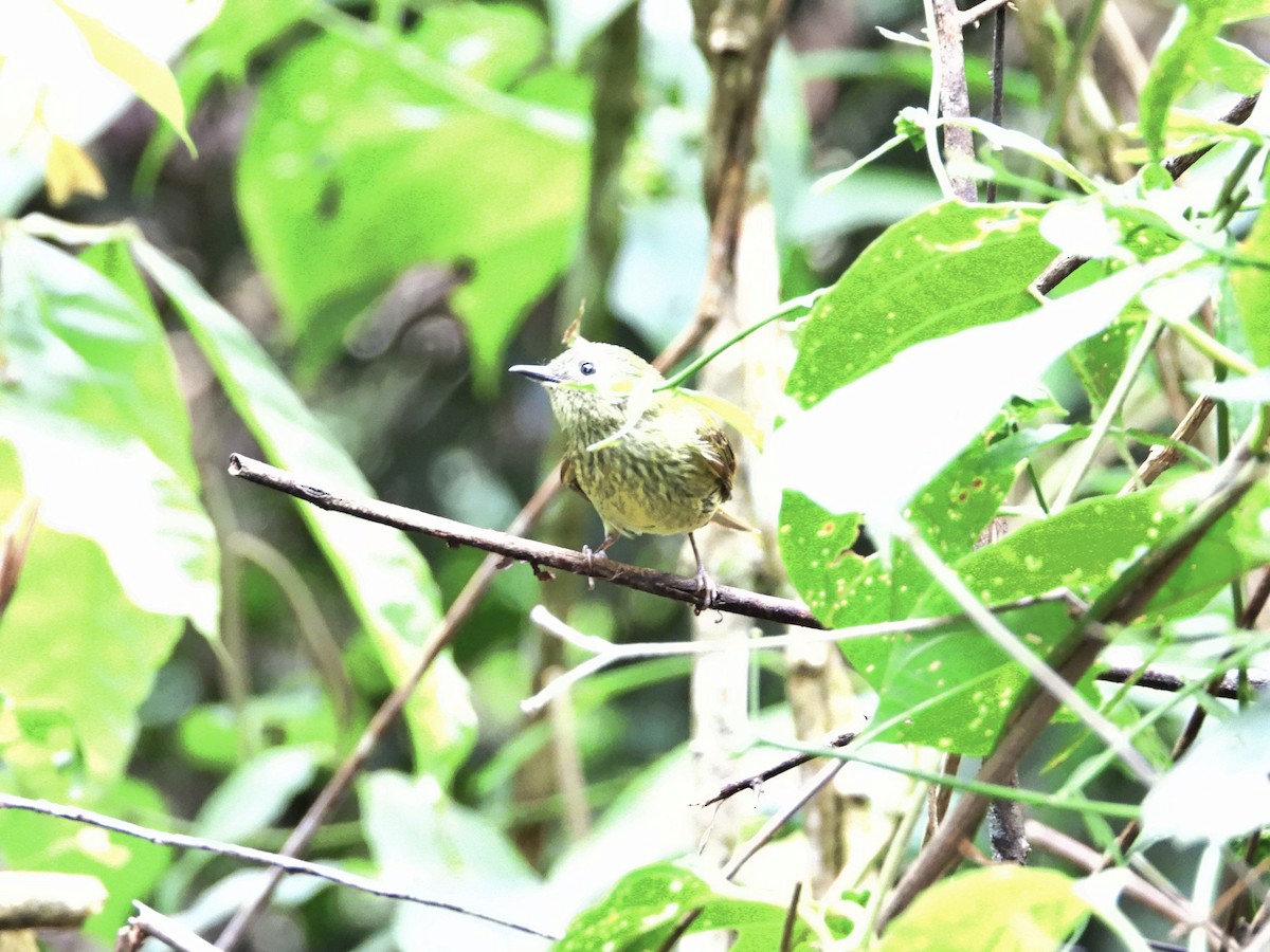 Olive-striped Flycatcher - ML635150786
