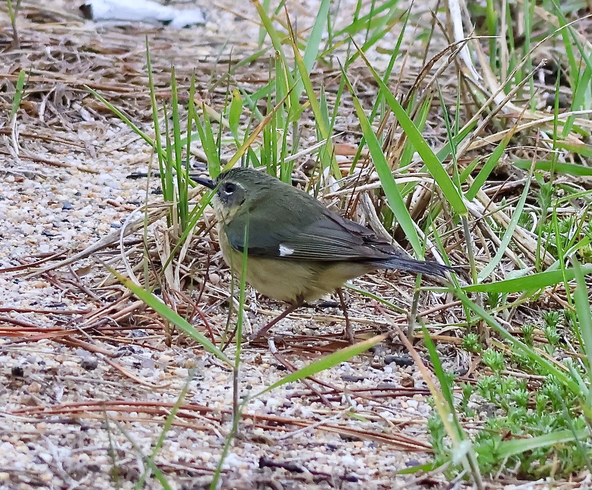 Black-throated Blue Warbler - ML635150798