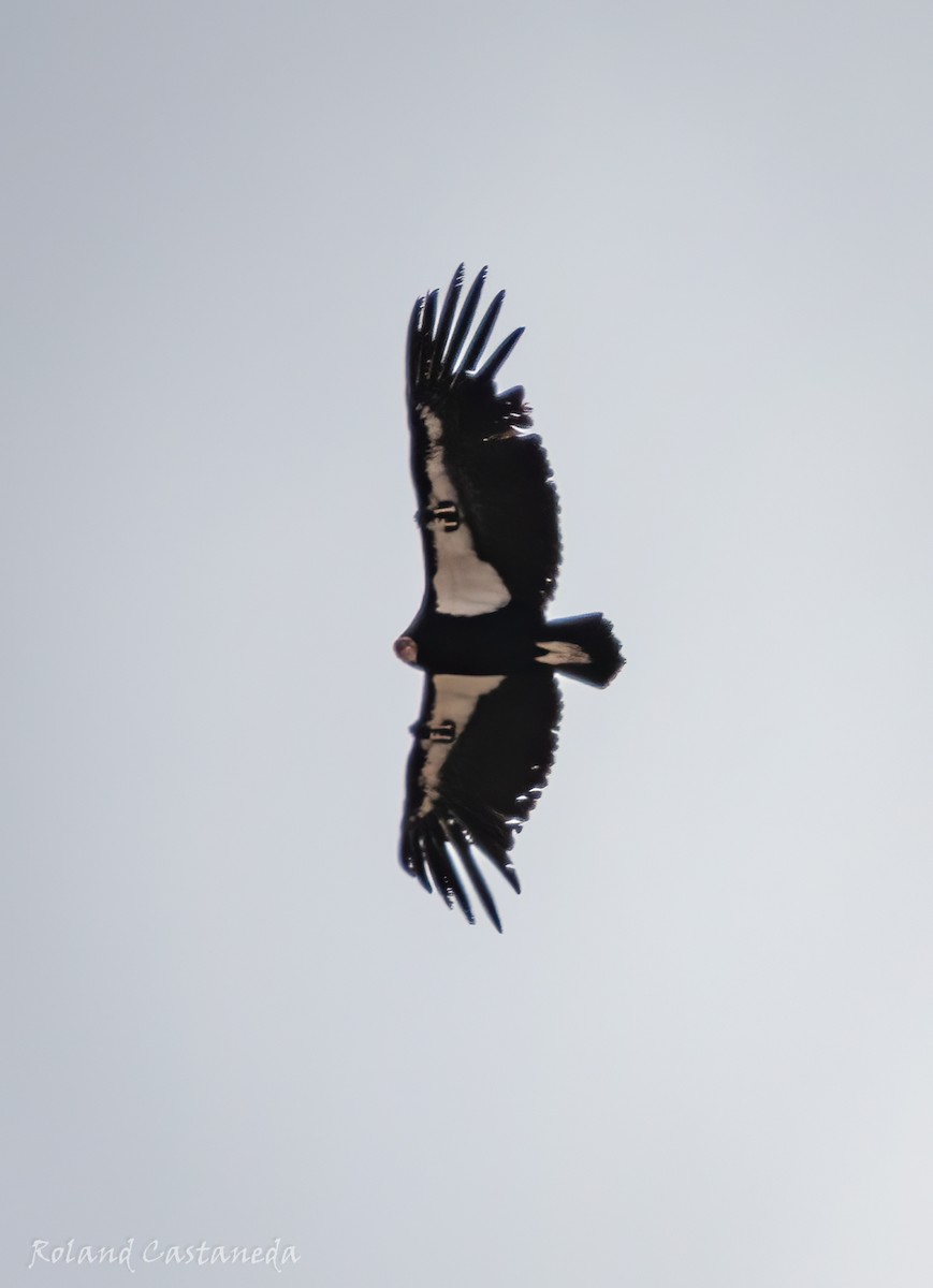 California Condor - ML635150985