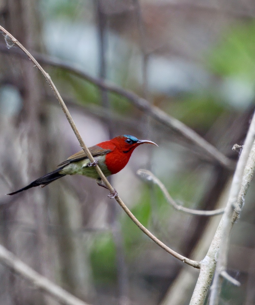 Crimson Sunbird - ML635150991