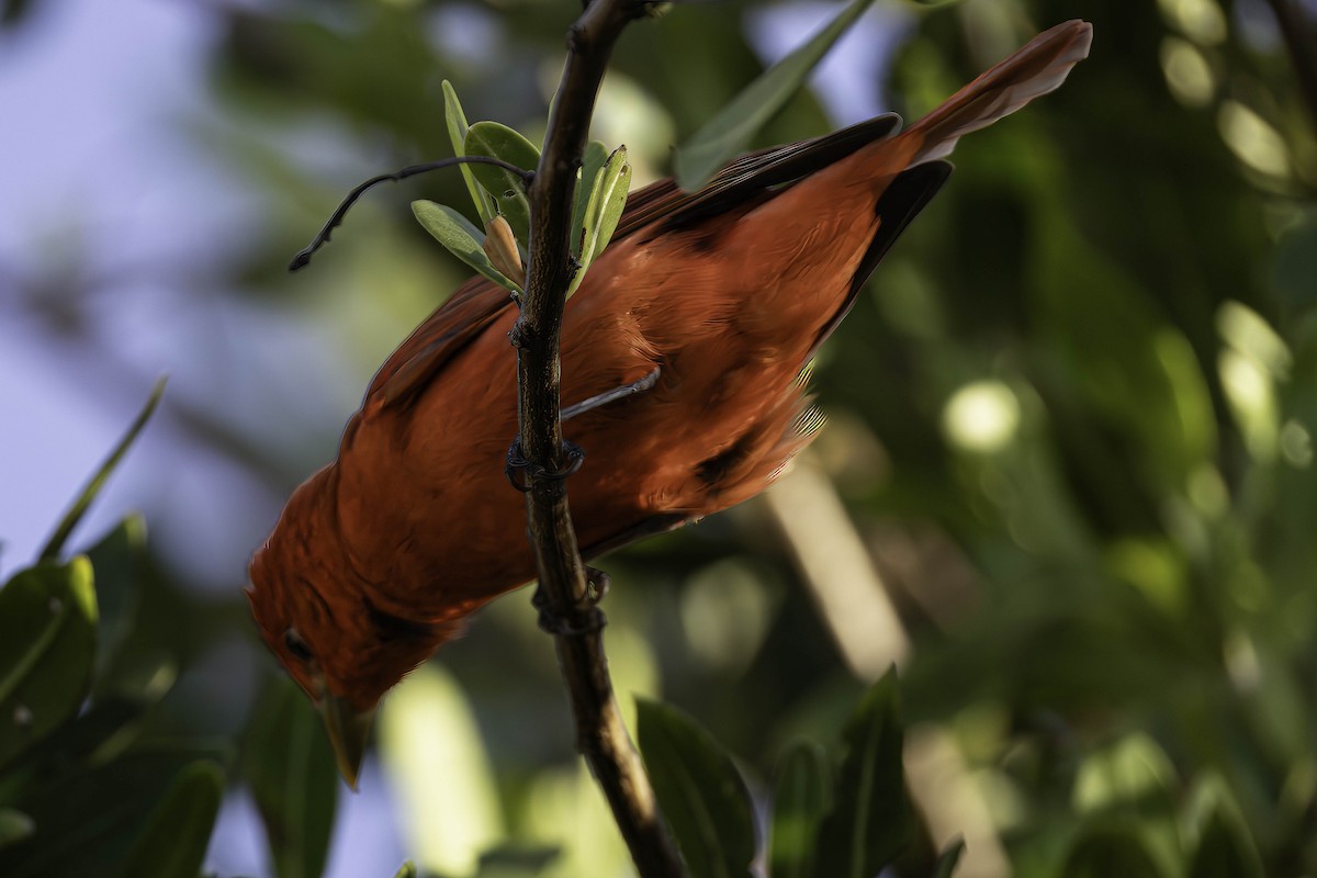 Piranga écarlate - ML635150992