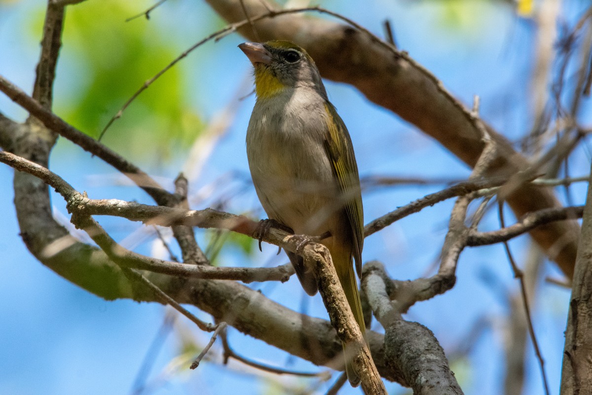 Rose-throated Tanager - ML635151052