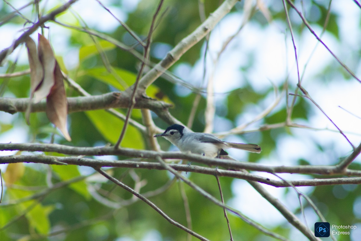 White-browed Gnatcatcher - ML635151189