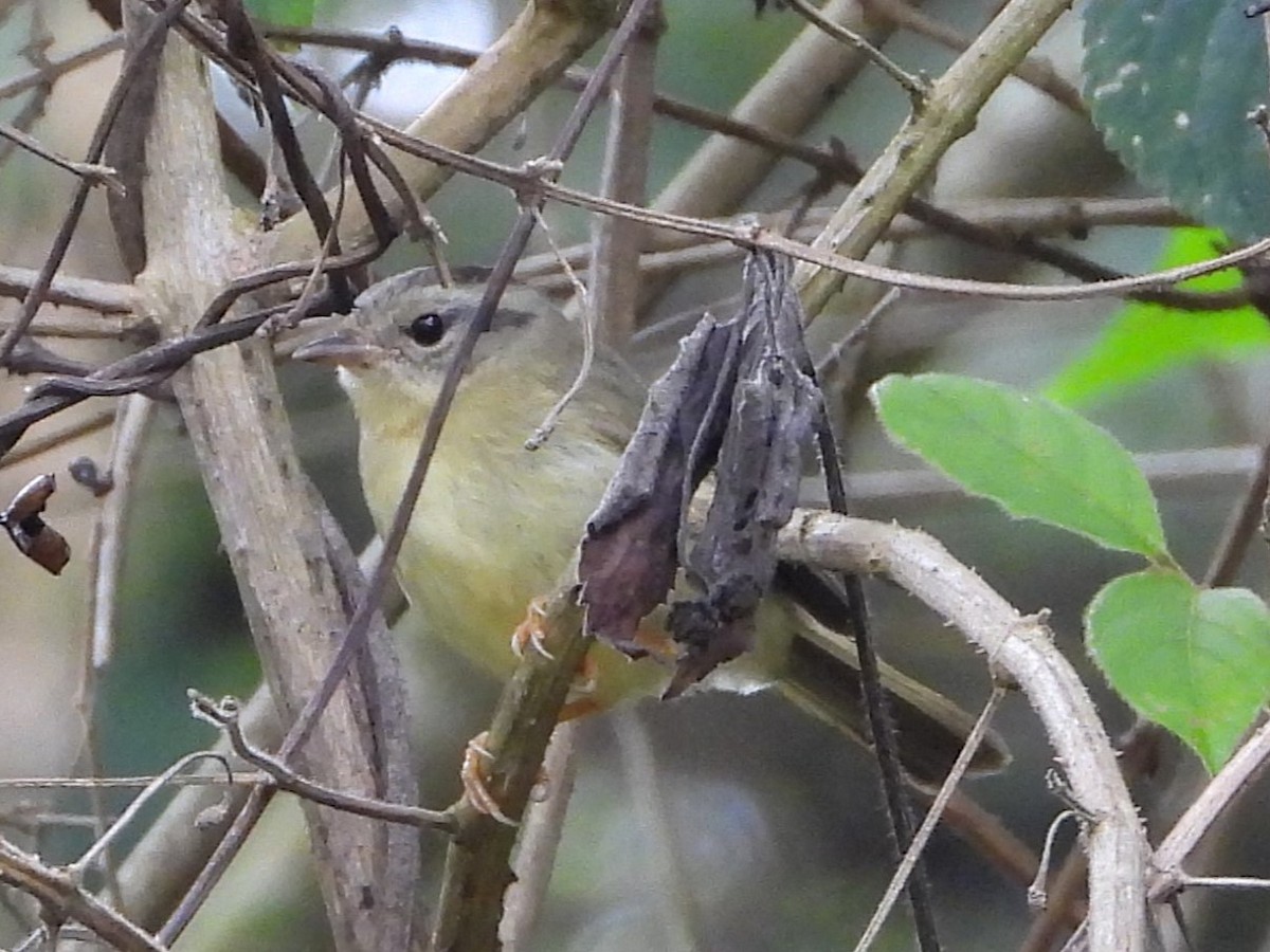 Dreistreifen-Waldsänger - ML635151303