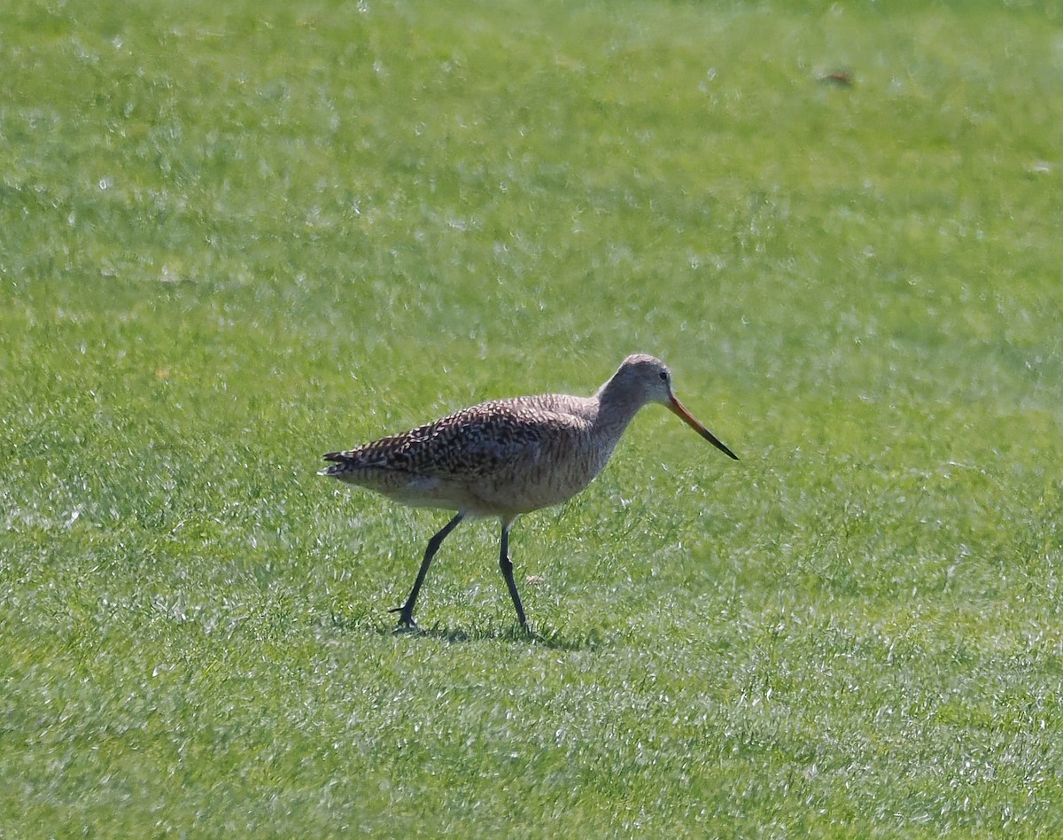 Marbled Godwit - ML635151457
