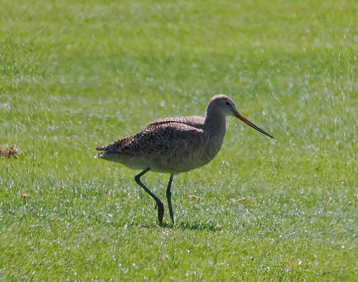 Marbled Godwit - ML635151462